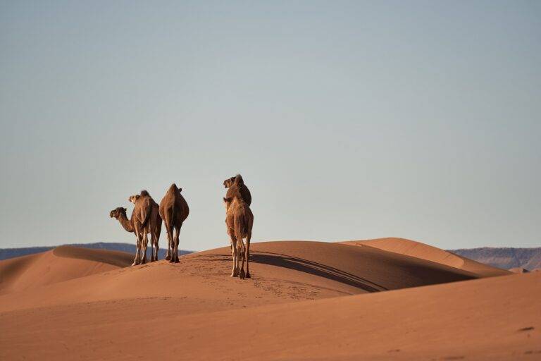 Diving into the World of Adventure Travel Photography